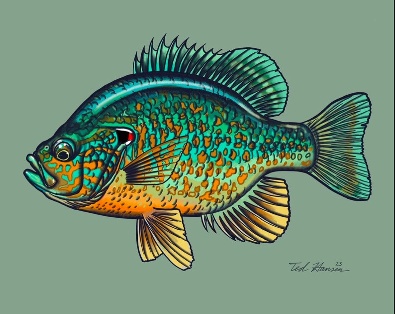 Pumpkinseed Print, 8x10 image 2