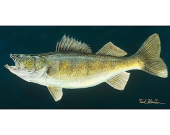 Walleye on Blue, Limited Edition Archival Print