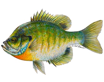 Bluegill Vinyl Decal