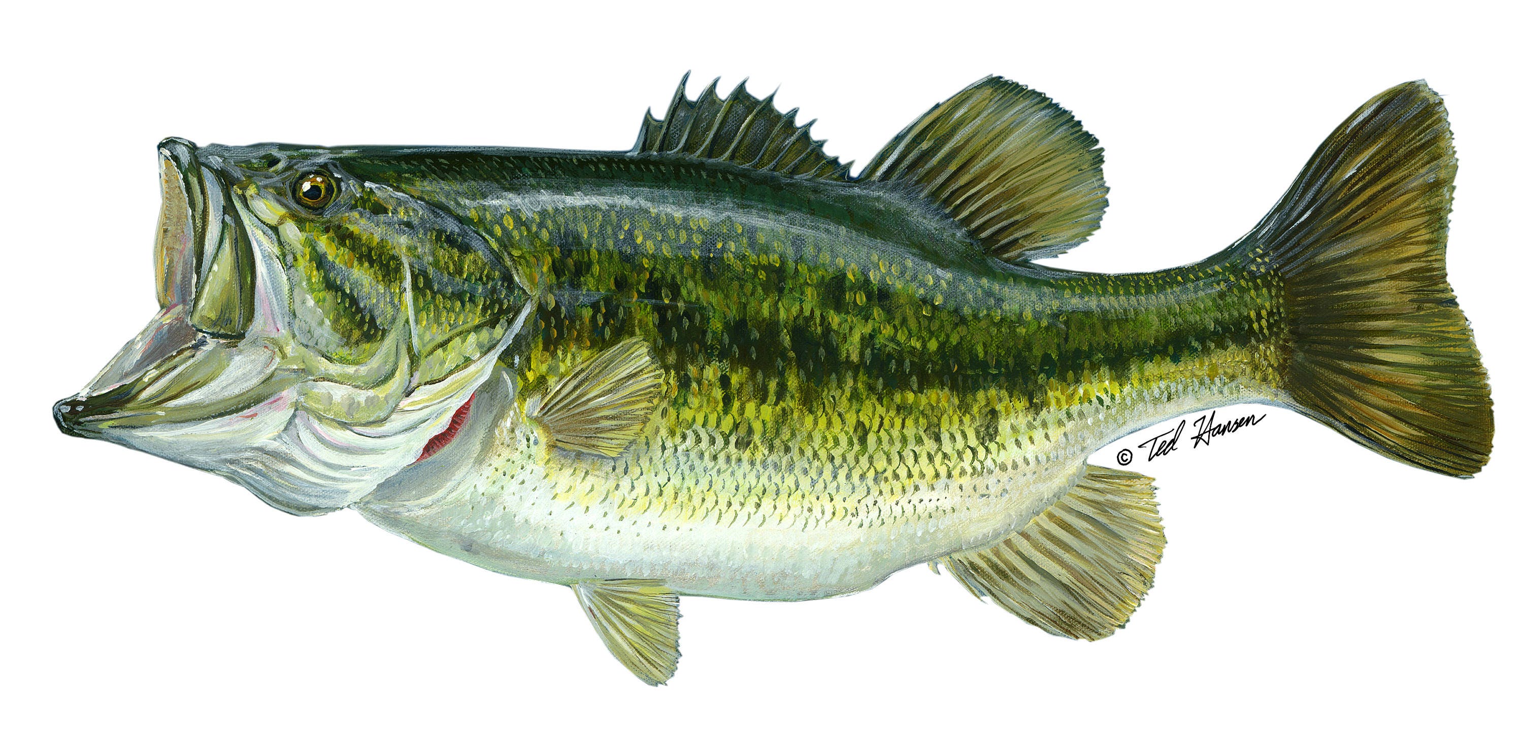 Engelhardt Bass for sale compared to CraigsList Only 3 left at 70