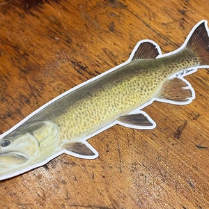 May include: A detailed illustration of a muskie fish, a type of freshwater fish with a long, slender body and a large mouth. The fish is depicted in a realistic style with a light brown and green color scheme. The illustration is printed on a white background.
