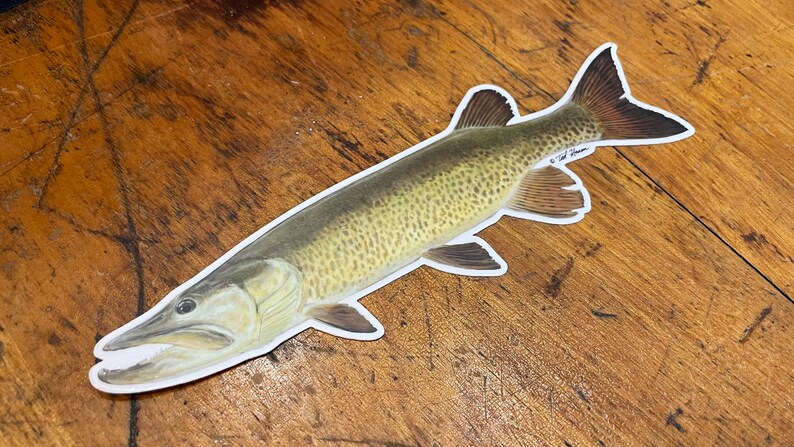 May include: A detailed illustration of a muskie fish, a type of freshwater fish with a long, slender body and a large mouth. The fish is depicted in a realistic style with a light brown and green color scheme. The illustration is printed on a white background.