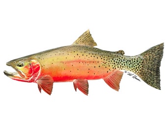 Cutthroat Trout Decal