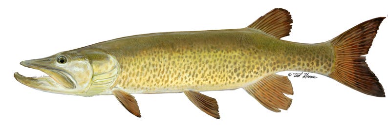 May include: A detailed illustration of a muskie fish, a type of pike, with a light brown body and dark brown spots. The fish has a large mouth with sharp teeth and a long, slender body. The fish is swimming to the right, with its tail fin spread out.