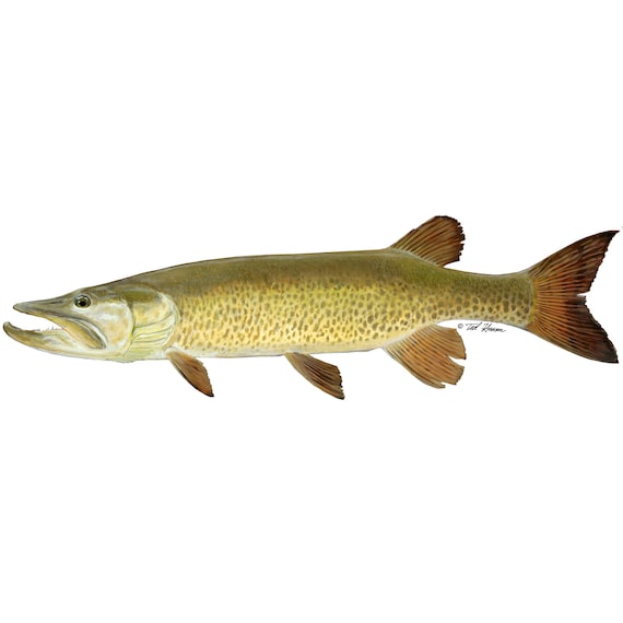 Vinyl Decal, Musky!
