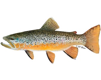 Brown Trout Decal