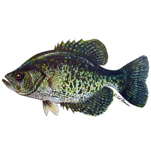Crappie Decal, 7&quot; or 4&quot;