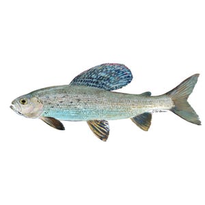 May include: A watercolour illustration of a fish, featuring a large, patterned dorsal fin. The fish has a silvery-blue body with darker fins and tail. The artwork is set against a plain white background.
