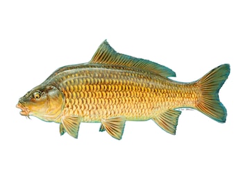 Carp Decal