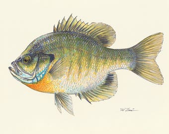 Prisma Bluegill, Limited Ed. Archival Print (100)