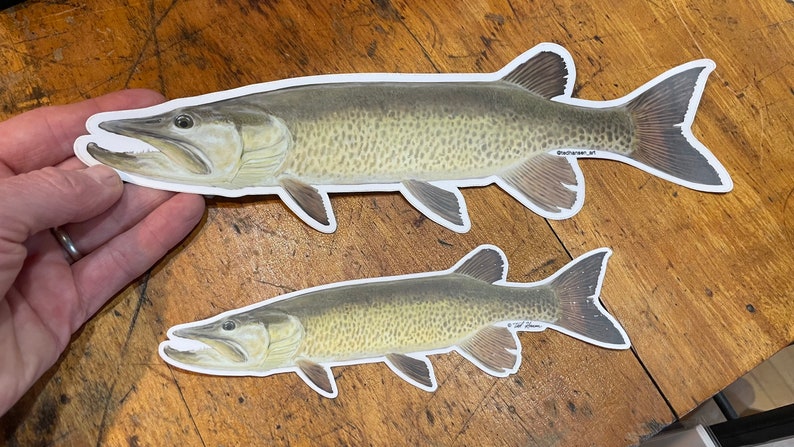 May include: Two illustrated muskie fish stickers, one larger than the other, on a wooden surface. The stickers are printed in realistic colors and detail.