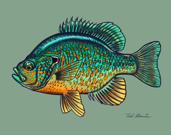 Pumpkinseed Print, 8"x10"