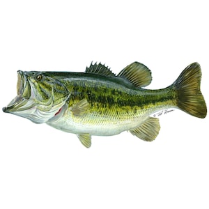 Largemouth Bass Vinyl Decal image 1