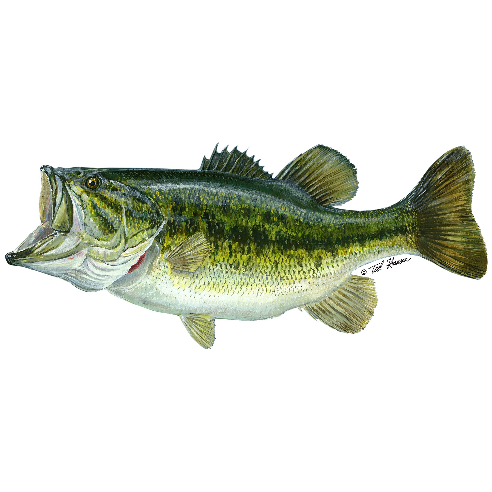 Largemouth Bass Vinyl Decal 