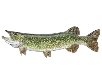 Northern Pike Vinyl Decal, 8&quot;