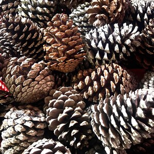 Peut inclure: Une collection de nombreuses pommes de pin naturelles aux écailles ligneuses et superposées. Les pommes de pin présentent des nuances de brun variées, allant du beige clair au brun foncé, disposées en un amas dense occupant tout le cadre.