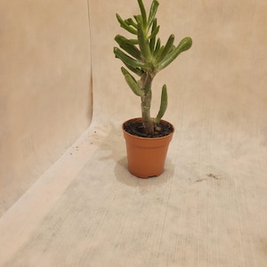 Crassula Ovata &#39;Gollum Jade&#39; (6cm) Succulent House Plant