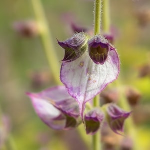 9 Pflanzen Muskateller Salbei Salvia sclarea