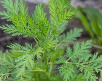 9 Pflanzen Einjähriger Beifuß Artemisia Annua