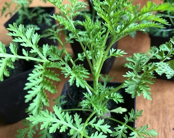 9 Pflanzen Einjähriger Beifuß Artemisia Annua