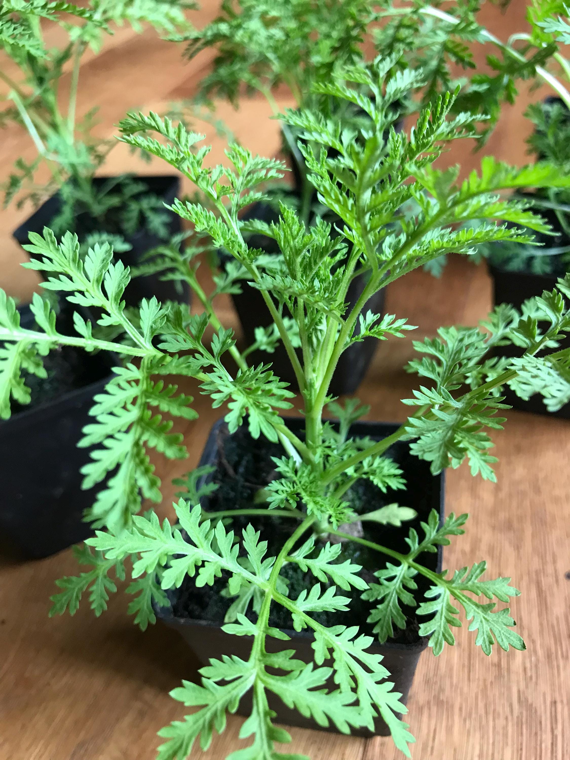 9 Pflanzen Einjhriger Beifu Artemisia Annua - Etsy.de