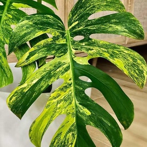 Aurea marmorata Monstera con una foglia e pacco ordinabile con muschio immagine 4