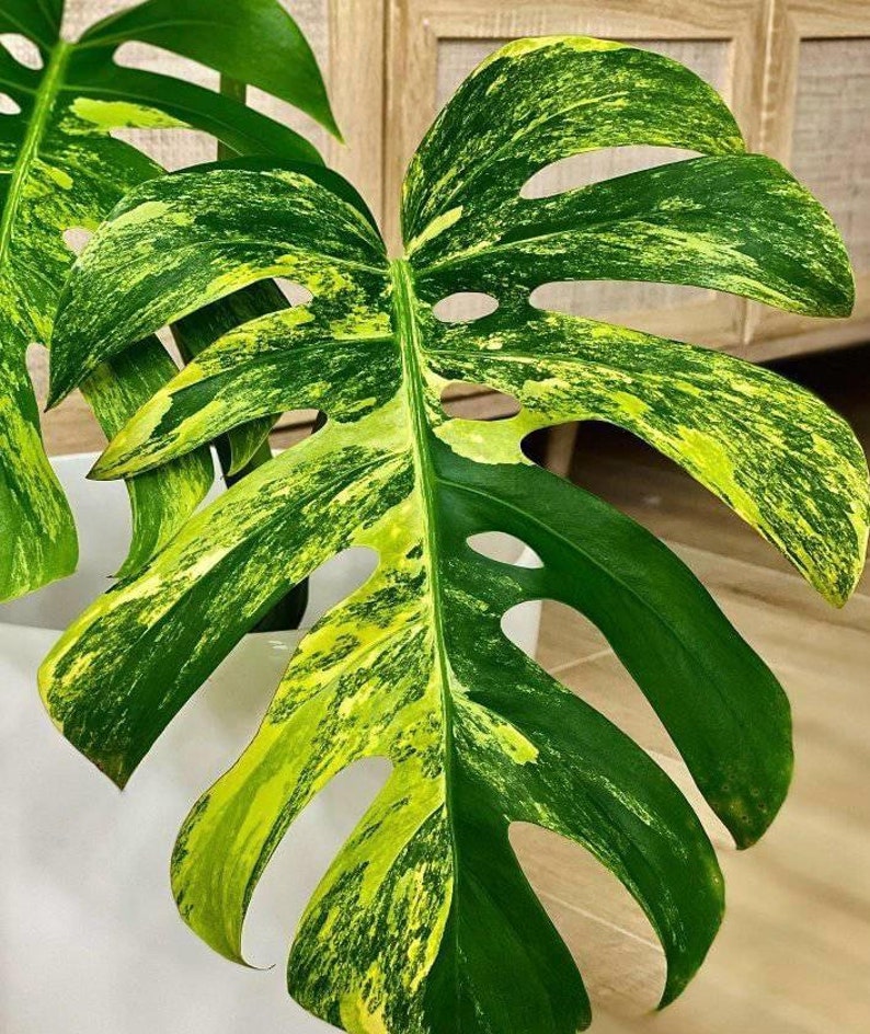 Aurea marmorata Monstera con una foglia e pacco ordinabile con muschio immagine 4