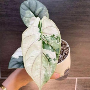 5 Variegated Alocasia Silver Dragon corms