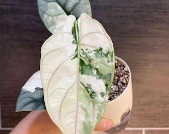 5 Variegated Alocasia Silver Dragon corms