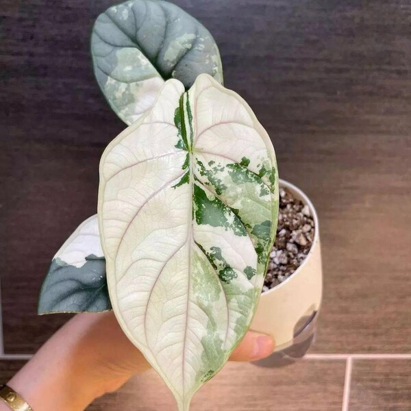 5 Variegated Alocasia Silver Dragon corms