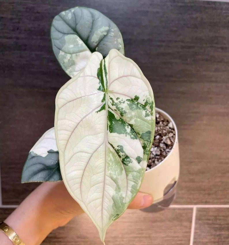 5 Bonte Alocasia Silver Dragon-knollen afbeelding 1