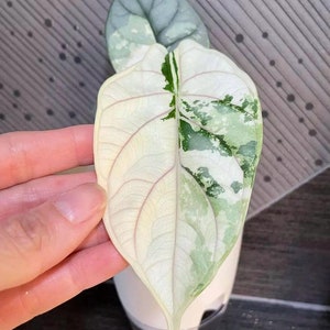 5 Variegated Alocasia Silver Dragon corms zdjęcie 2