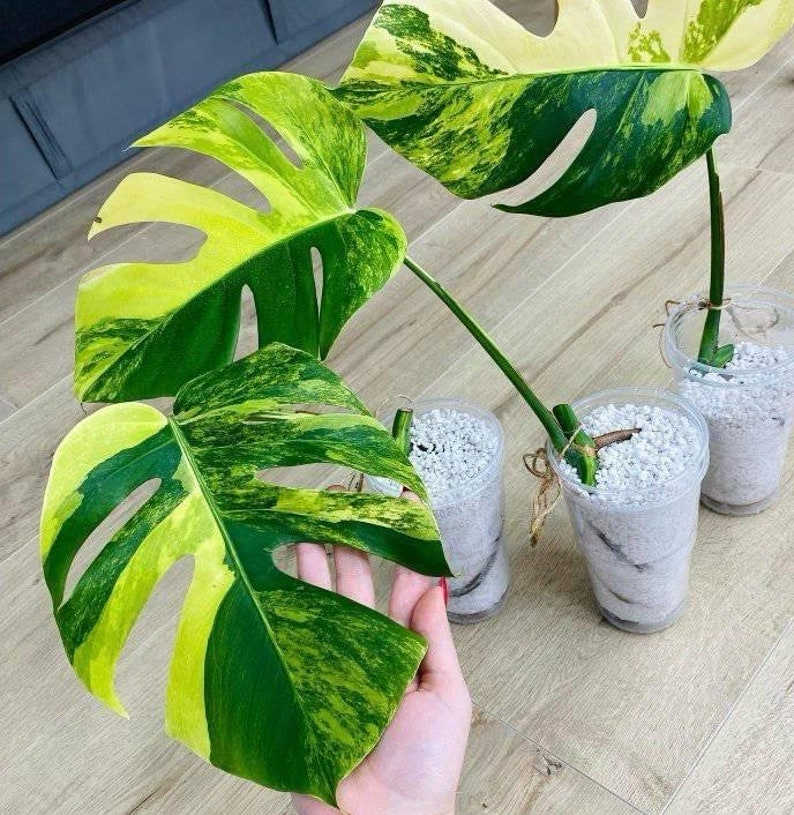 Aurea marmorata Monstera with one leaf and order pack with moss zdjęcie 6