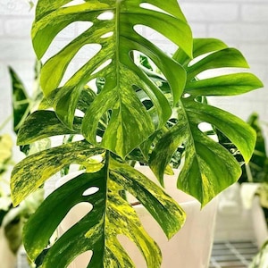 Aurea marmorata Monstera con una foglia e pacco ordinabile con muschio immagine 3