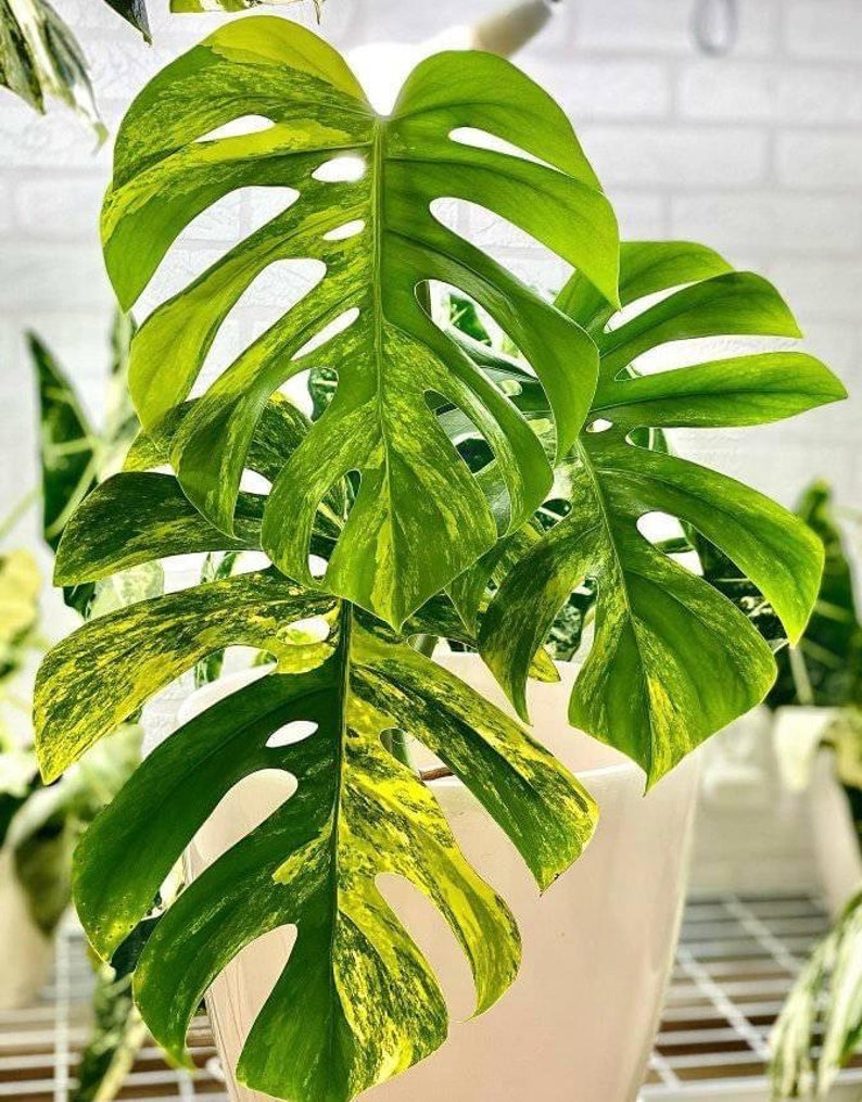 Aurea marmorata Monstera con una foglia e pacco ordinabile con muschio immagine 3