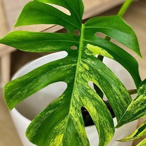 Aurea marmorata Monstera with one leaf and order pack with moss zdjęcie 5