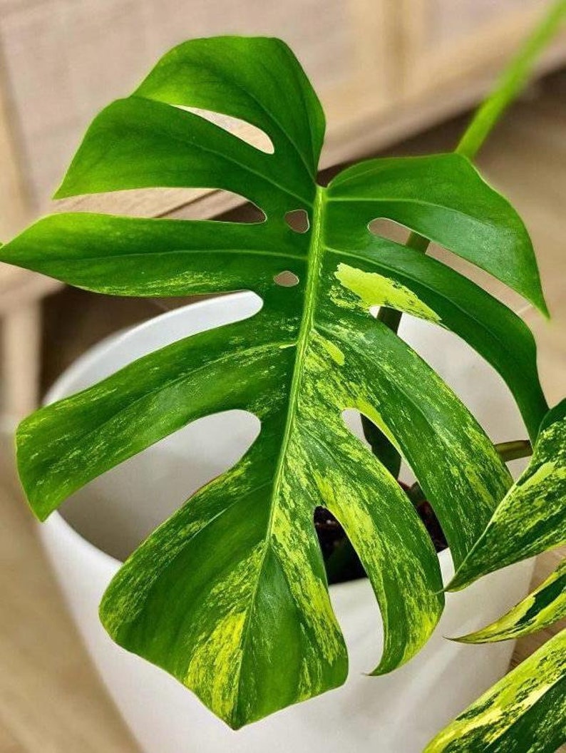 Aurea marmorata Monstera con una foglia e pacco ordinabile con muschio immagine 5