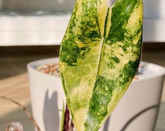 5 Alocasia zebrina aurea variegated tuber