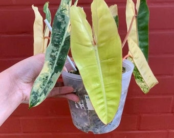 variegated billitae rooted cuttings or full plants