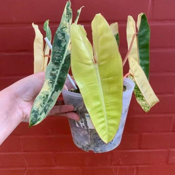 variegated billitae rooted cuttings or full plants