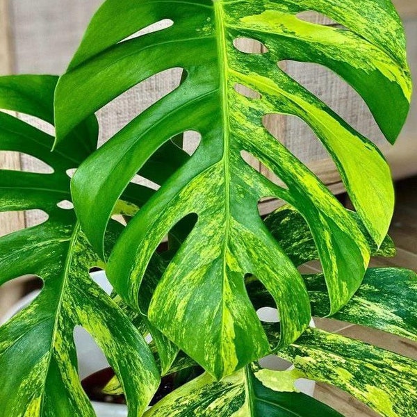 Aurea marmorata Monstera mit einer Blatt- und Ordnungspackung mit Moos