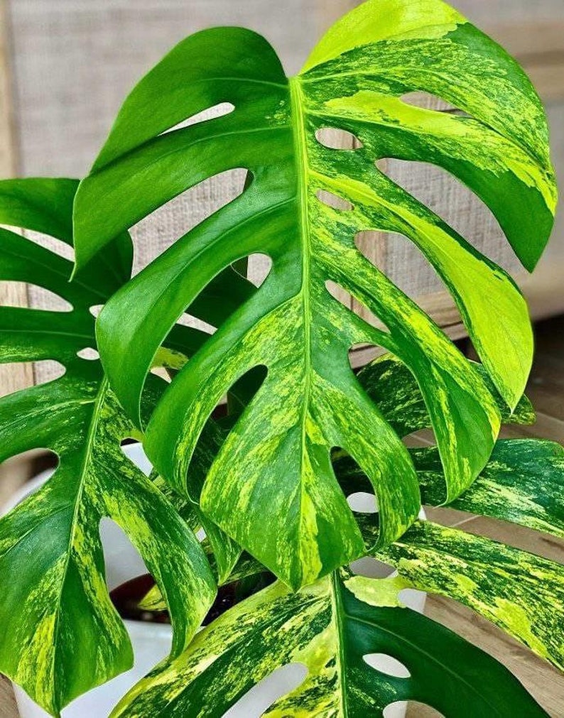 Aurea marmorata Monstera con una foglia e pacco ordinabile con muschio immagine 1