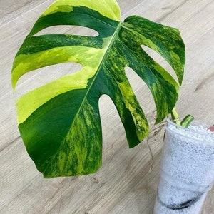 Aurea marmorata Monstera with one leaf and order pack with moss zdjęcie 7