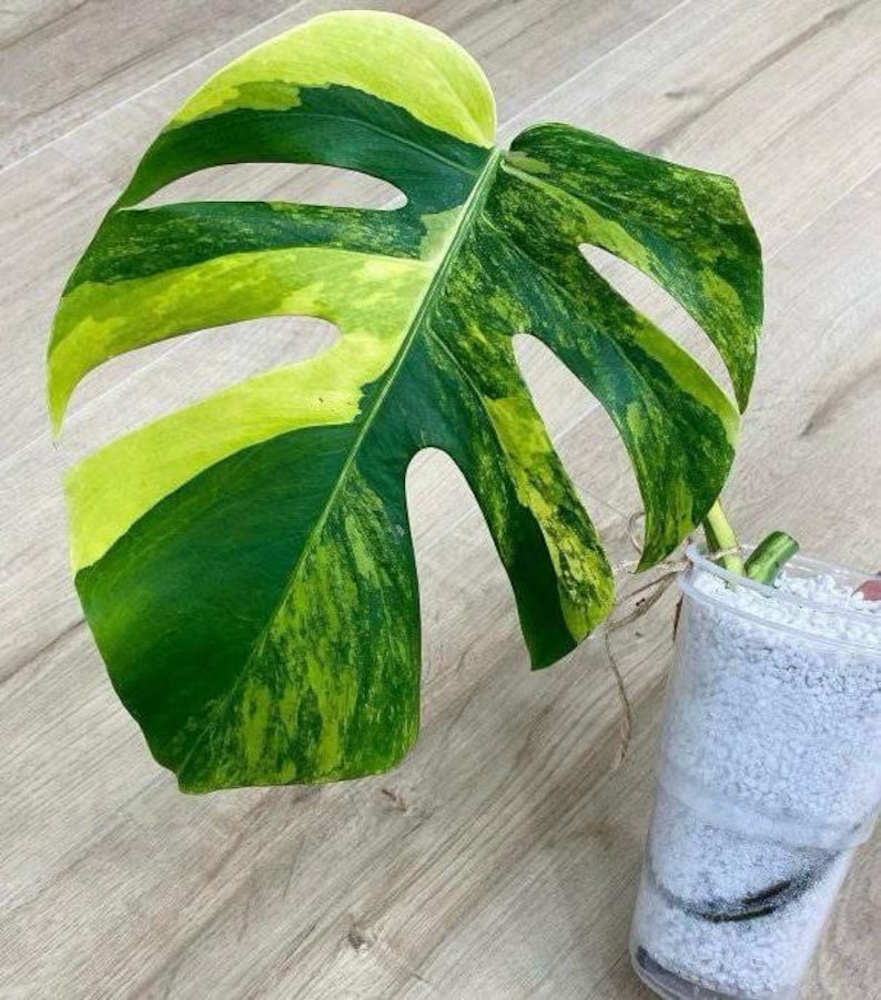 Aurea marmorata Monstera mit einer Blatt und Ordnungspackung mit Moos Bild 7