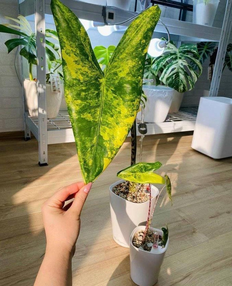 5 Alocasia zebrina aurea variegated tuber zdjęcie 3