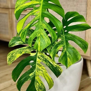 Aurea marmorata Monstera mit einer Blatt und Ordnungspackung mit Moos Bild 2