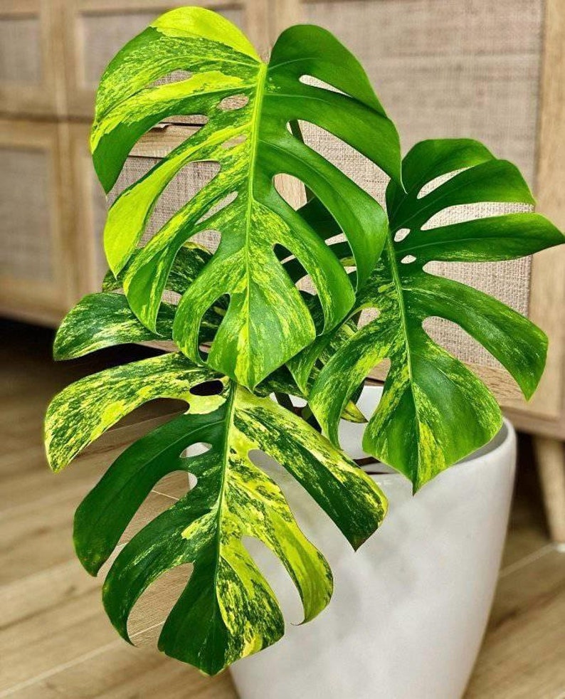 Aurea marmorata Monstera with one leaf and order pack with moss zdjęcie 2