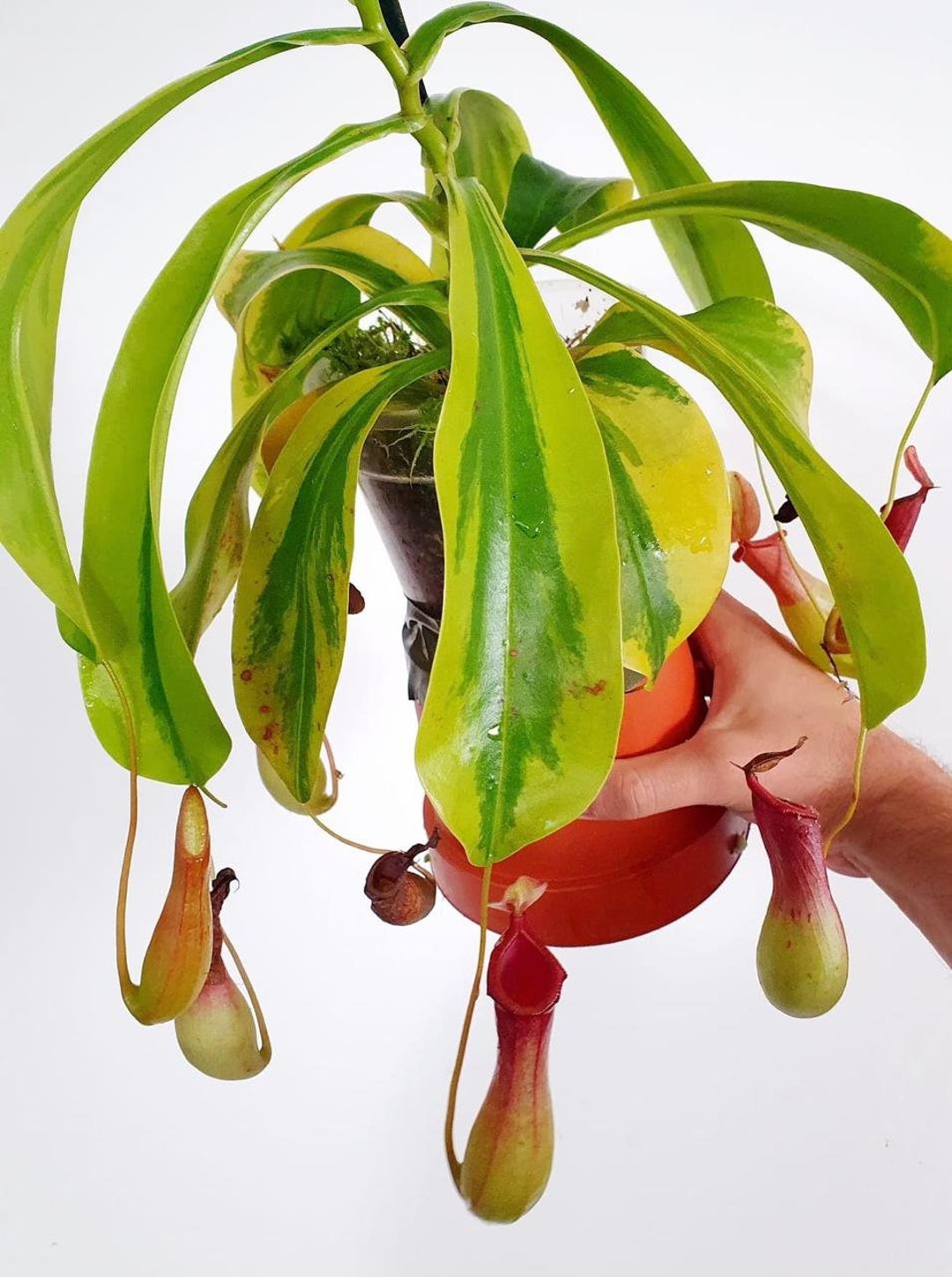 Vänt Ratta Nepenthes X Ventrata Aurea Variegata Rooted Plants With More Than Three ...