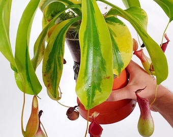 Nepenthes x ventrata aurea variegata bewurzelte Pflanzen mit mehr als drei Blättern