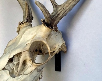 Modern Euro Mount Deer Skull Hanger, Minimalist Steel European Skull Mount Display, Hunting Gift, Cabin Decor
